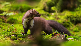 Saisoneröffnung | KlosterWald – WaldWorte Erzählungen von Kurt Bachor